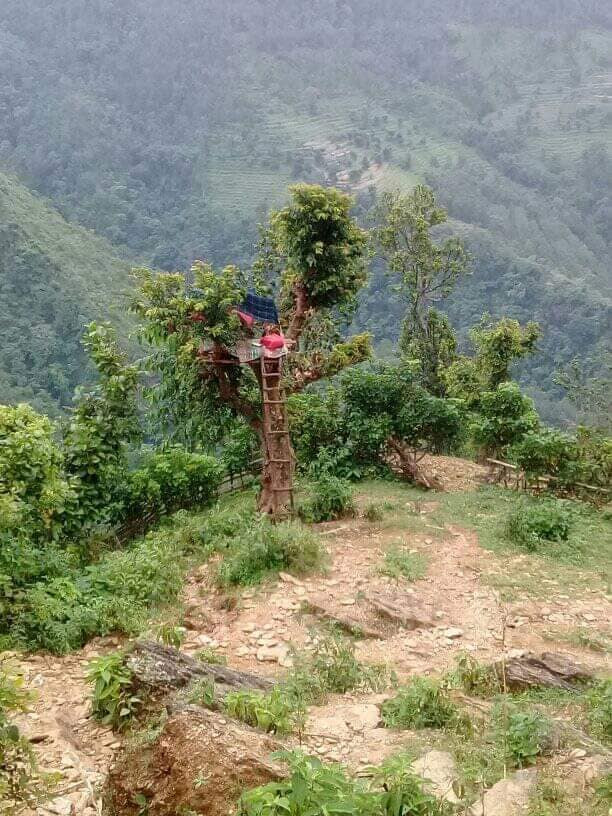 online-class-from-tree-