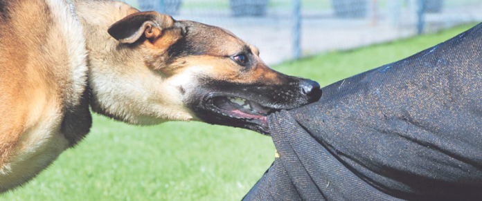 dog bite