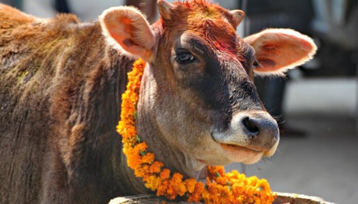 gai pooja