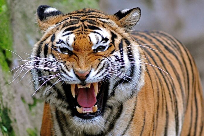 tiger